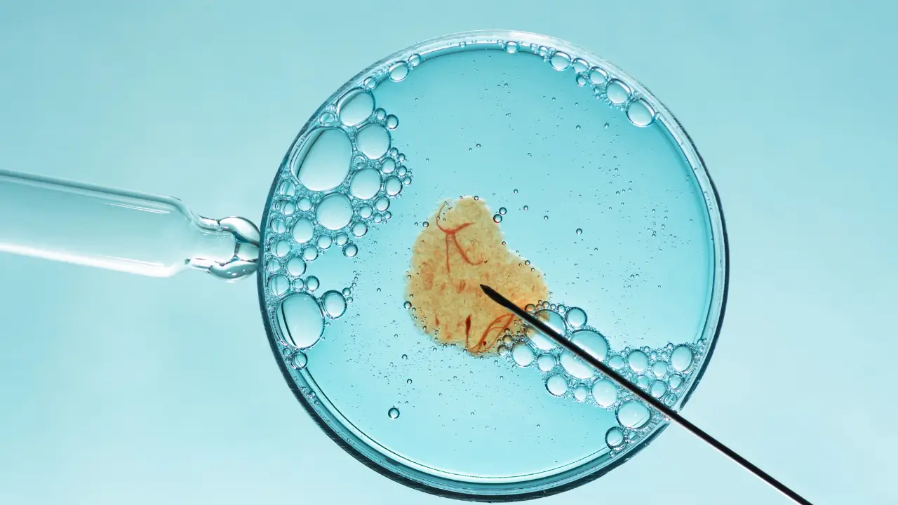 Veja Qual Plano de Saúde Cobre Fertilização In Vitro em 2024 1 Veja Qual Plano de Saúde Cobre Fertilização In Vitro em 2024 (2)
